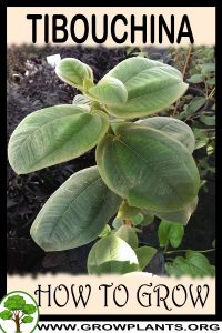 How to grow Tibouchina