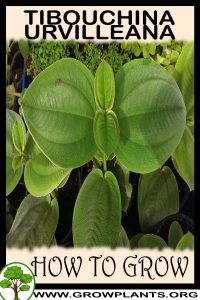 How to grow Tibouchina urvilleana