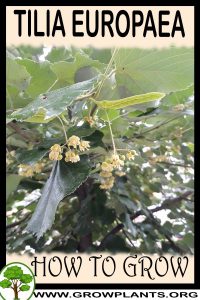 How to grow Tilia europaea