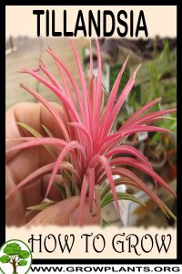 How to grow Tillandsia