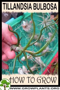 How to grow Tillandsia Bulbosa