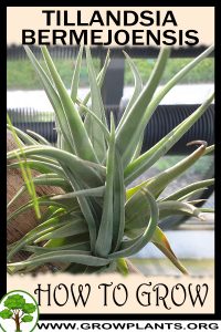 How to grow Tillandsia bermejoensis