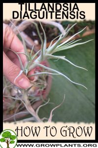 How to grow Tillandsia diaguitensis