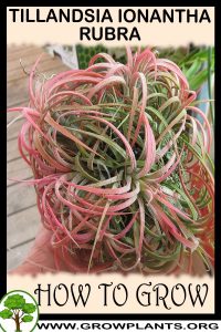 How to grow Tillandsia ionantha rubra