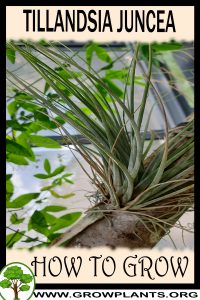 How to grow Tillandsia juncea