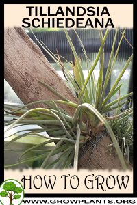 How to grow Tillandsia schiedeana