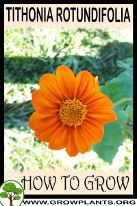 How to grow Tithonia rotundifolia