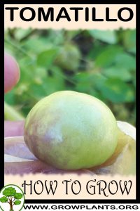 How to grow Tomatillo
