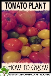 How to grow Tomato plant