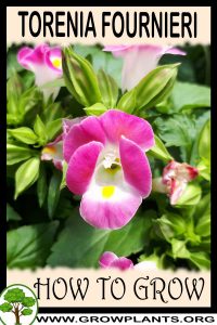 How to grow Torenia fournieri