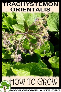 How to grow Trachystemon orientalis