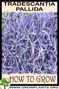 How to grow Tradescantia pallida