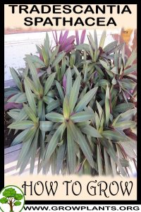 How to grow Tradescantia spathacea
