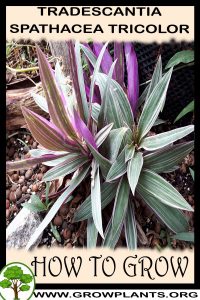 How to grow Tradescantia spathacea Tricolor