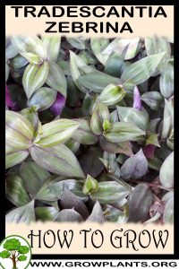 How to grow Tradescantia zebrina