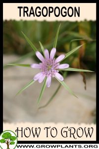 How to grow Tragopogon