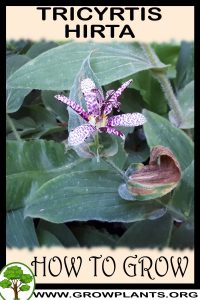 How to grow Tricyrtis hirta
