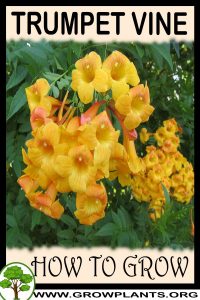 How to grow Trumpet vine