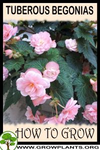 How to grow Tuberous begonias