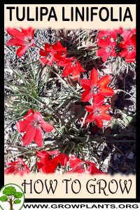 How to grow Tulipa linifolia