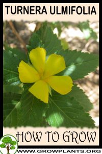 How to grow Turnera ulmifolia