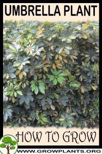 How to grow Umbrella plant