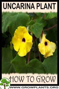 How to grow Uncarina