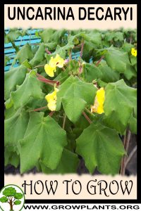 How to grow Uncarina decaryi
