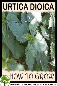 How to grow Urtica dioica
