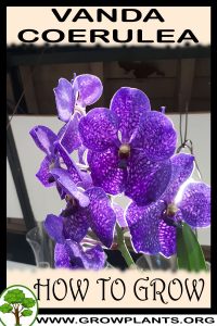 How to grow Vanda coerulea
