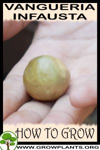 How to grow Vangueria infausta