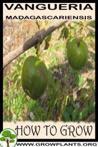 How to grow Vangueria madagascariensis