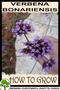 How to grow Verbena bonariensis