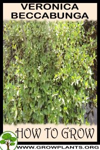 How to grow Veronica beccabunga