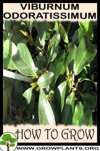 How to grow Viburnum odoratissimum