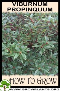 How to grow Viburnum propinquum
