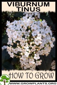 How to grow Viburnum tinus