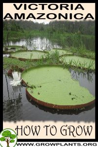 How to grow Victoria amazonica