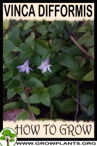 How to grow Vinca difformis