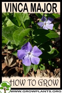 How to grow Vinca major