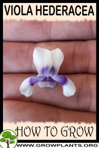 How to grow Viola hederacea