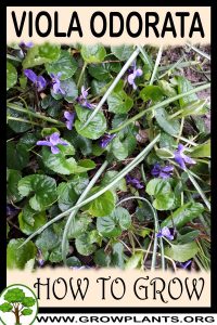 How to grow Viola odorata