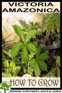 How to grow Virginia creeper