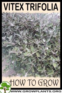 How to grow Vitex trifolia