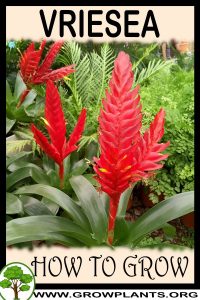 How to grow Vriesea