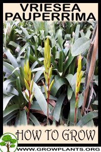 How to grow Vriesea pauperrima