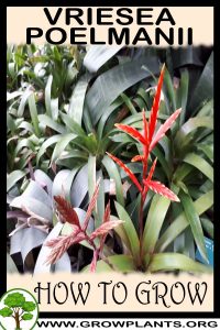 How to grow Vriesea poelmanii