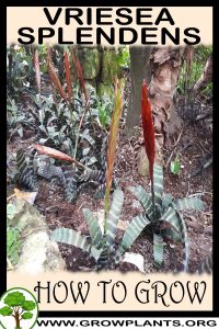 How to grow Vriesea splendens