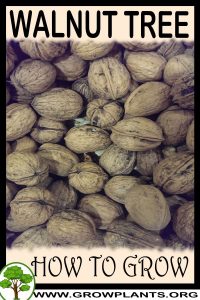 How to grow Walnut tree