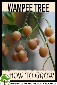 How to grow Wampee